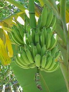 банановая пальма