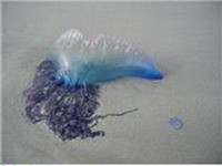 синяя медуза «португальский кораблик»
