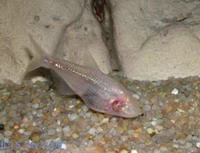 слепая рыба. (anoptichthys jordani)